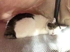 ねここたつ7