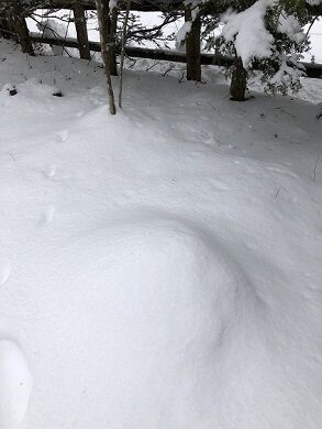 雪が降る5