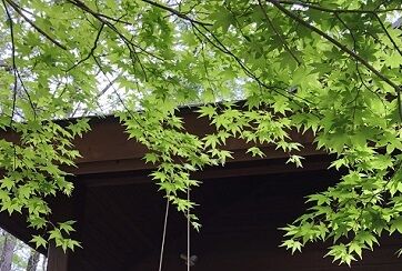 梅雨8