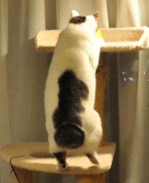 猫尻 ゆずの本箱