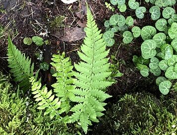 苔羊歯