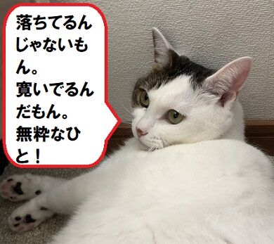 落ちネコ5