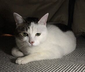 ねここたつ5