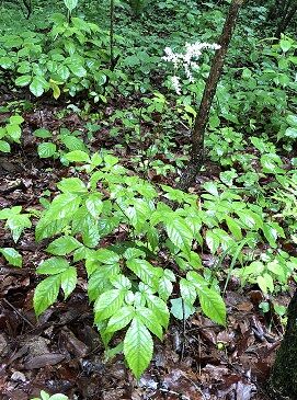 掘ったり切ったり8