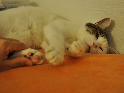 ちょっかい1