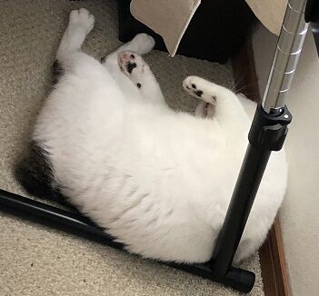 落ちネコ4