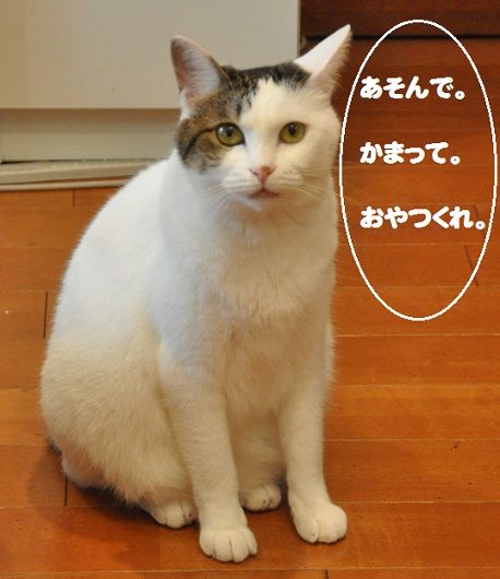 かわいそうなネコ