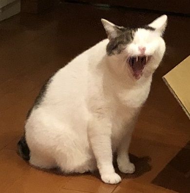 バタバタ3