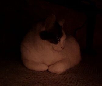 ねここたつ4