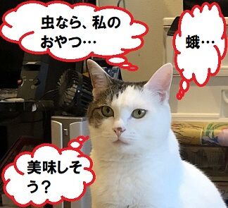 ホウジャク6