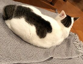 こたつカバー1