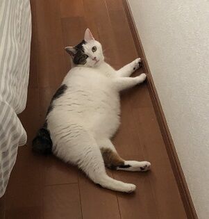 落ちネコ2