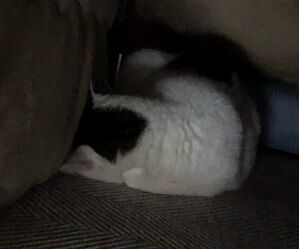 ねここたつ6