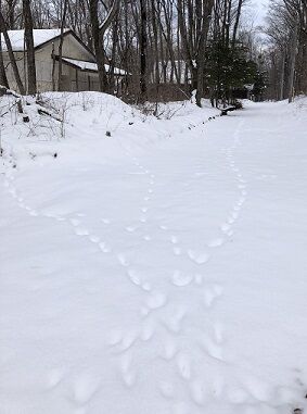 雪が降る6