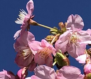 河津桜③