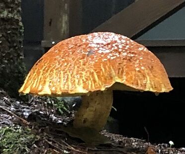最大5