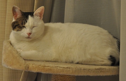 香箱と眠り猫の中間