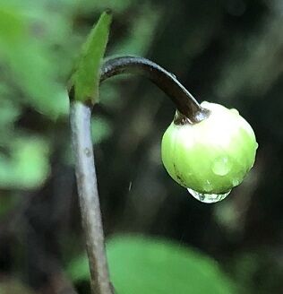 山野草2