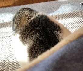 ねここたつ8