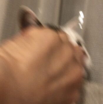 ノックアウト6