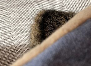 ねここたつ9