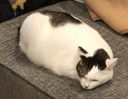 バタバタ1