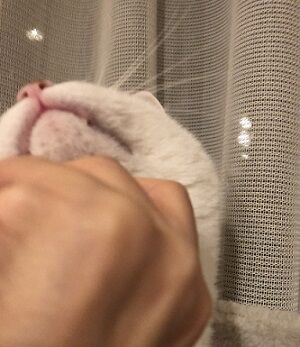 ノックアウト2