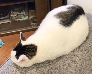 バタバタ0