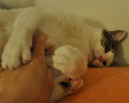 ちょっかい4
