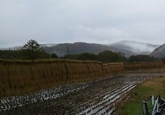 雨あがり6