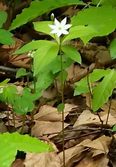 つまとり草