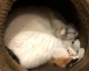 いびき1