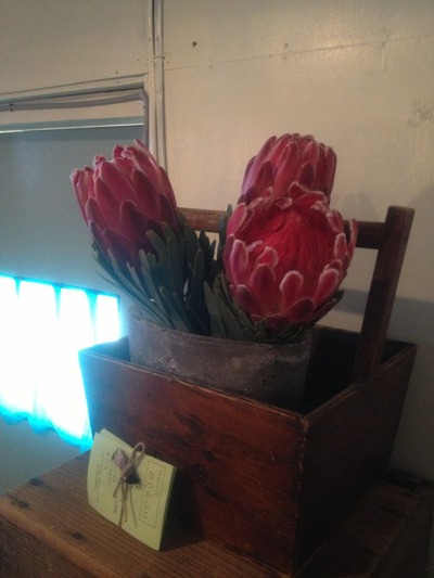 IMG_2381