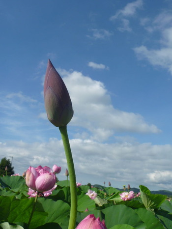 P1040313