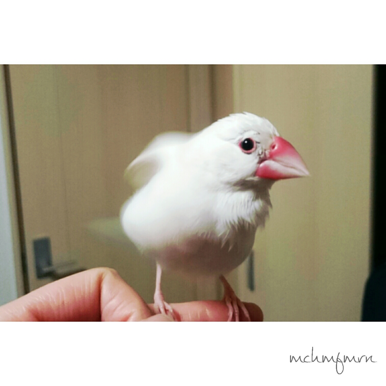 白文鳥のもちさん もふもふ文鳥さんズ 白文鳥のもちさん もふもふ文鳥さんズ