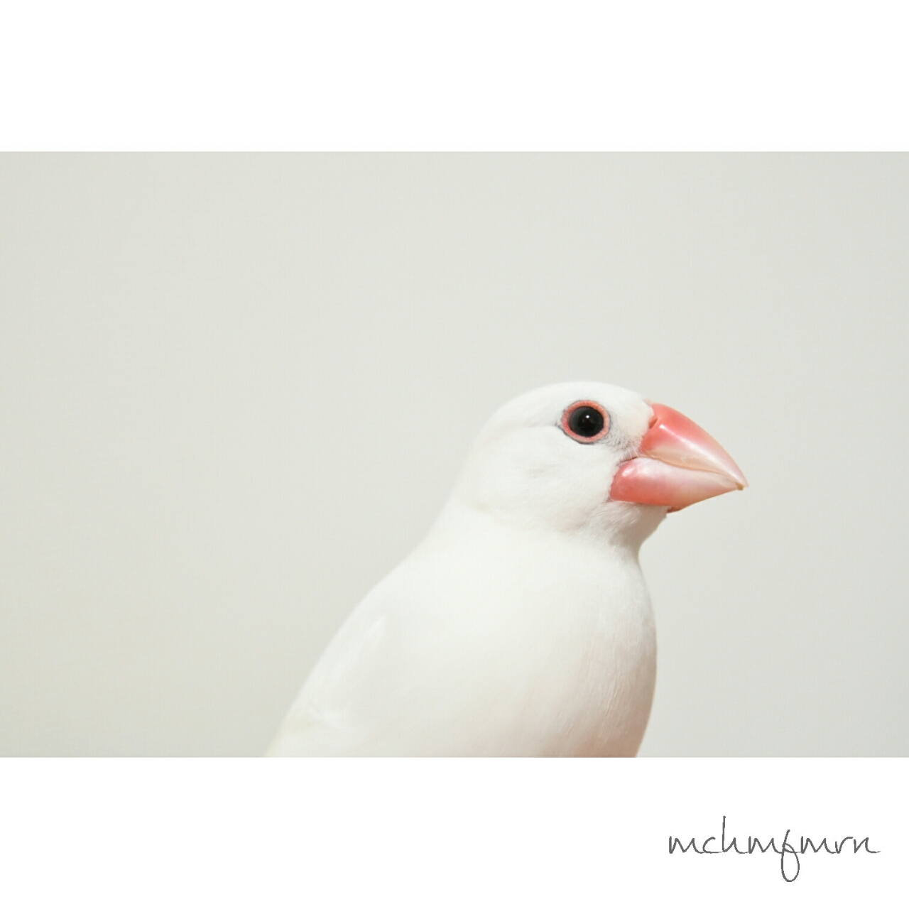 白文鳥のもちさん もふもふ文鳥さんズ 白文鳥のもちさん もふもふ文鳥さんズ