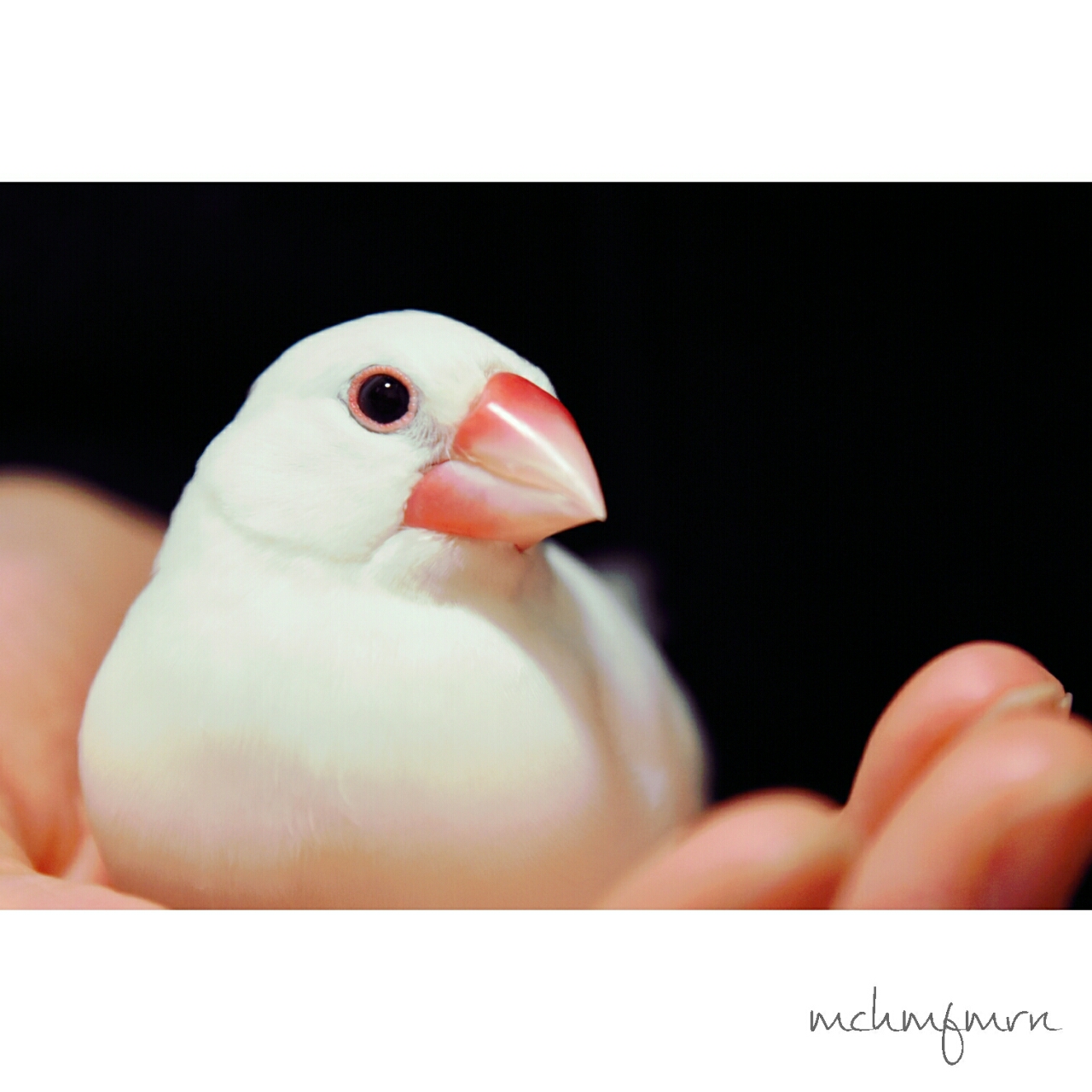 白文鳥のもちさん もふもふ文鳥さんズ 白文鳥のもちさん もふもふ文鳥さんズ