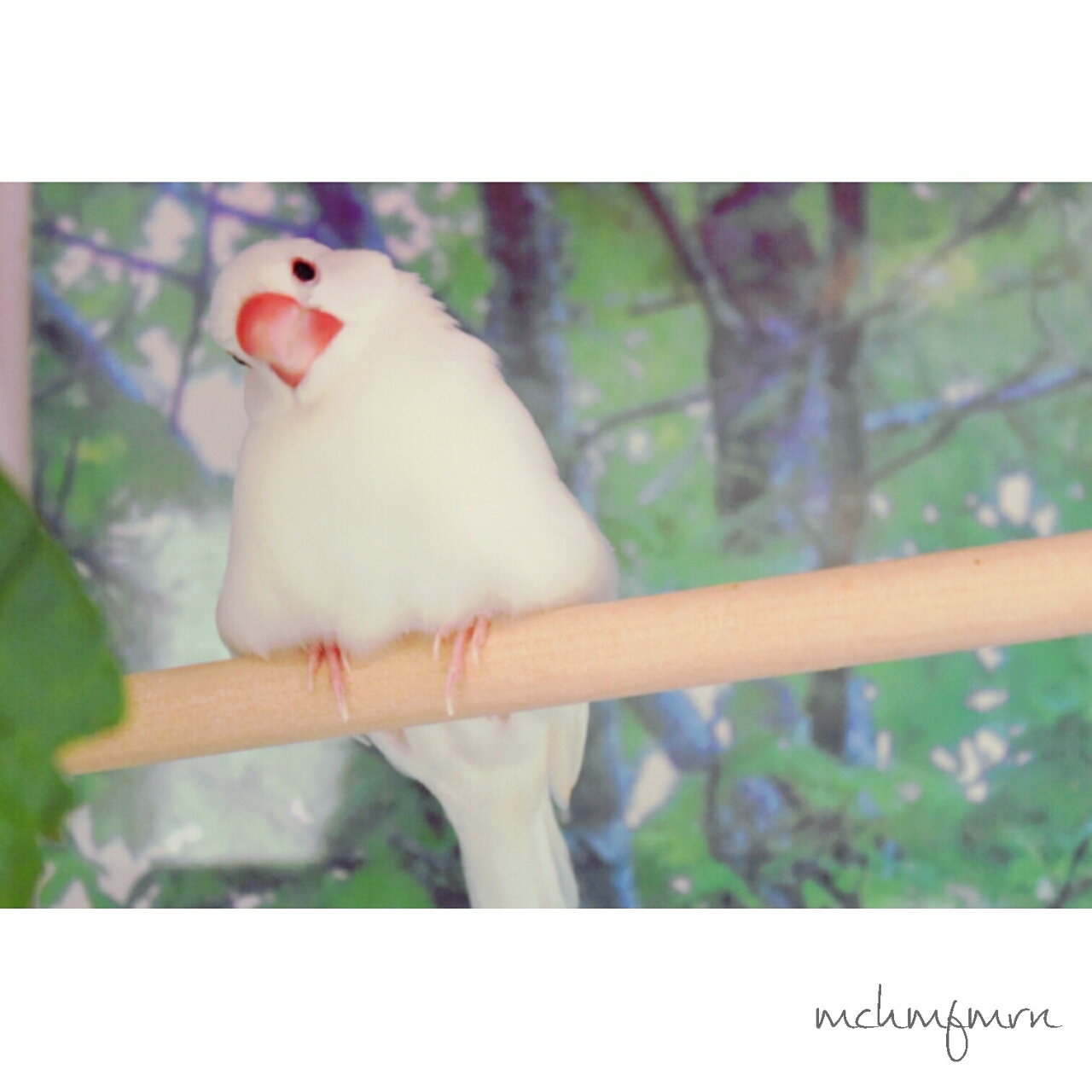 白文鳥のもちさん もふもふ文鳥さんズ 白文鳥のもちさん もふもふ文鳥さんズ