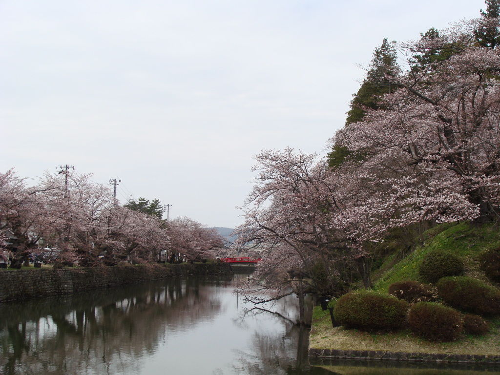 コバルト山地の透明な風 米沢の桜