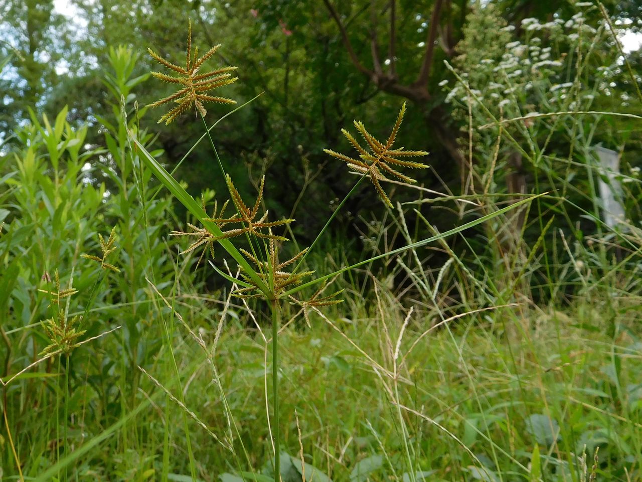 コバルト山地の透明な風 茎の断面が三角形のカヤツリグサ