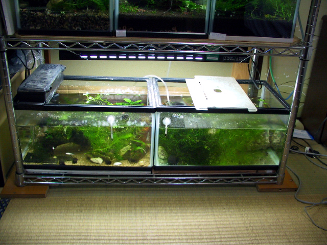 水槽その3 10 撃墜の水槽部屋 水槽その3 10 撃墜の水槽部屋