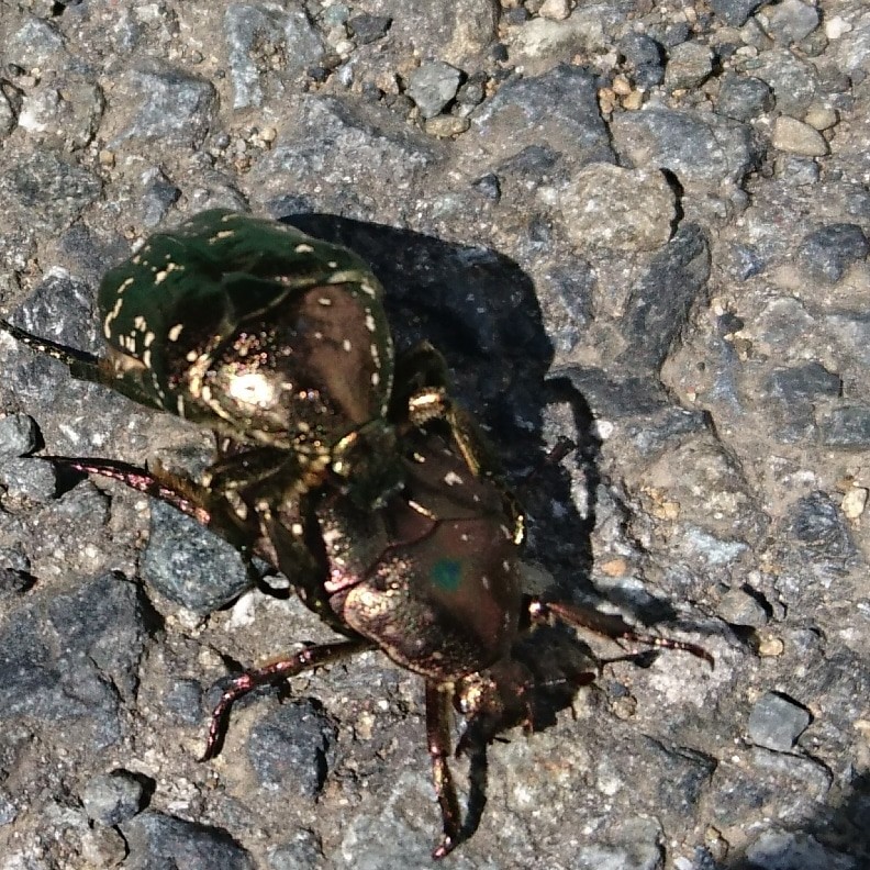 黄金虫の後尾に遭遇した 突っ走る営業マンblog 突っ走る旅びとblog じんちゃんlegend 黄金虫の後尾に遭遇した 突っ走る営業マンblog 突っ走る旅びとblog じんちゃんlegend