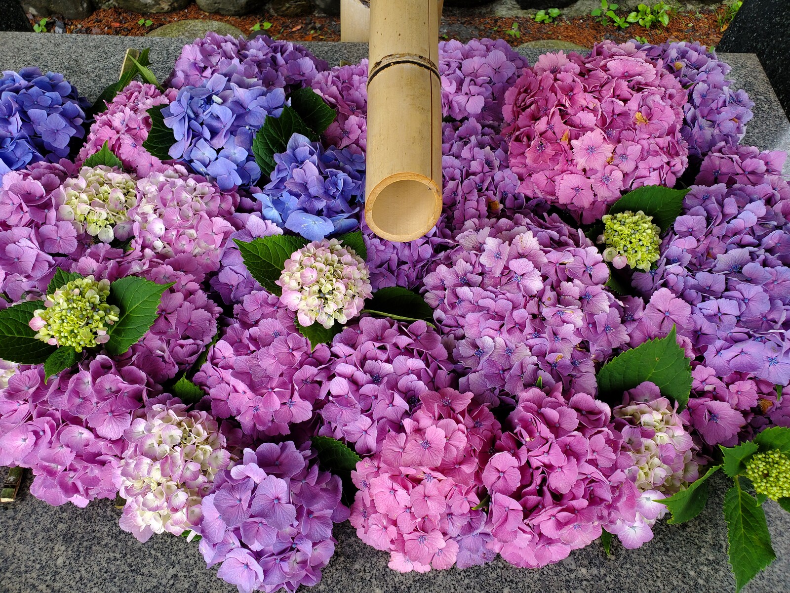 心癒される 色鮮やかな 花手水 突っ走る営業マンblog 突っ走る旅びとblog じんちゃんlegend