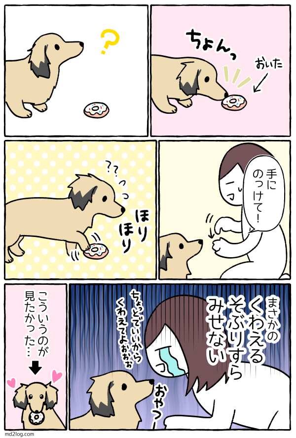 老犬に新しいおもちゃ ミニチュアダックス2ひきのきろく シニア犬漫画日記
