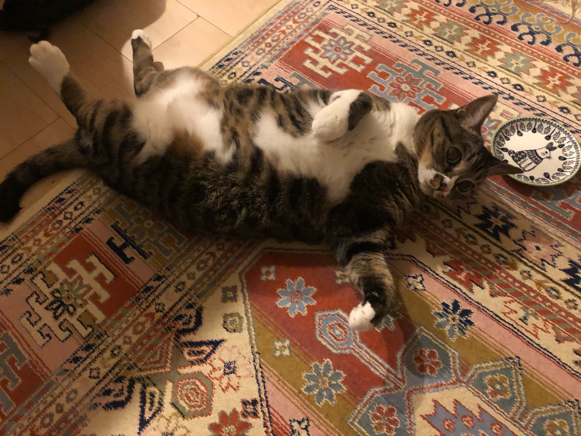 動物のみなさんにありがとうなんです ドレミの日記 No Cat No Life I Am A Widow 動物のみなさんにありがとうなんです ドレミの日記 No Cat No Life I Am A Widow