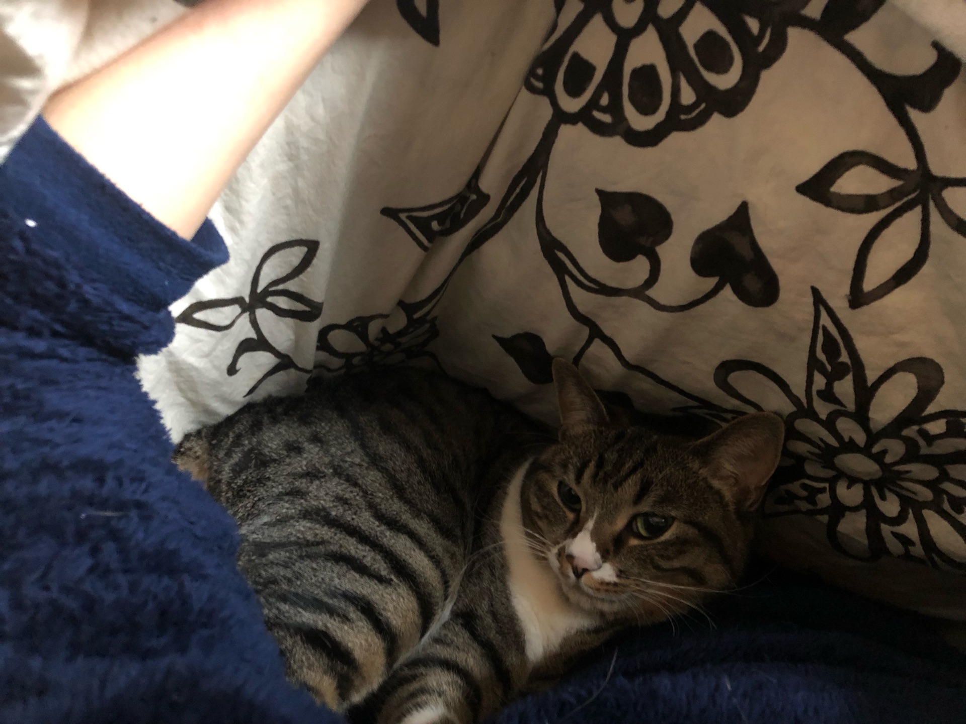 花冷えの日の朝に至福の時 : ドレミの日記 ～no cat no life. I am a 