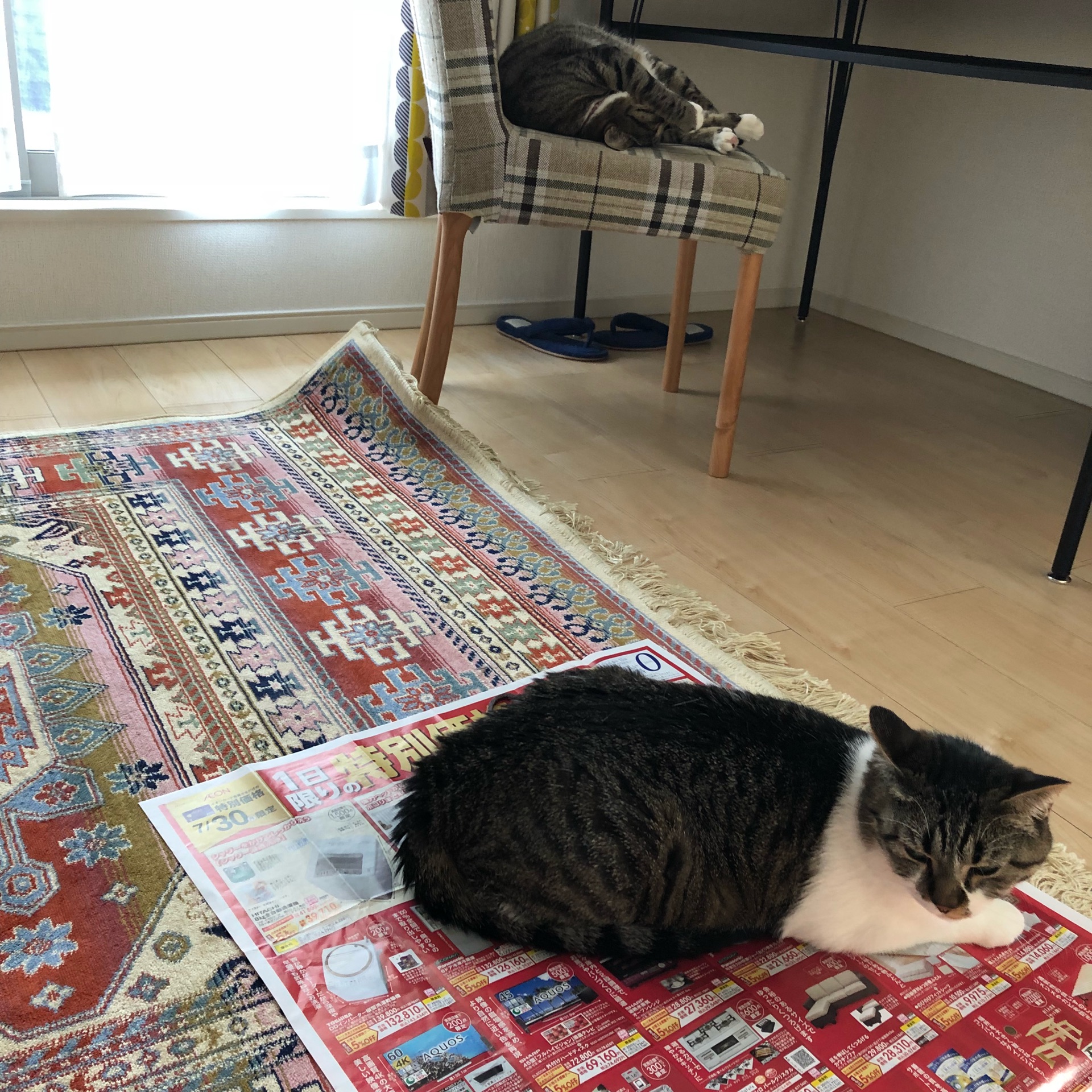 ひとりぐらし 魚焼きグリルを初めて使う : ドレミの日記 ～no cat no 