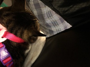 IMG_4875