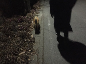 2017-01-28-17-44-45