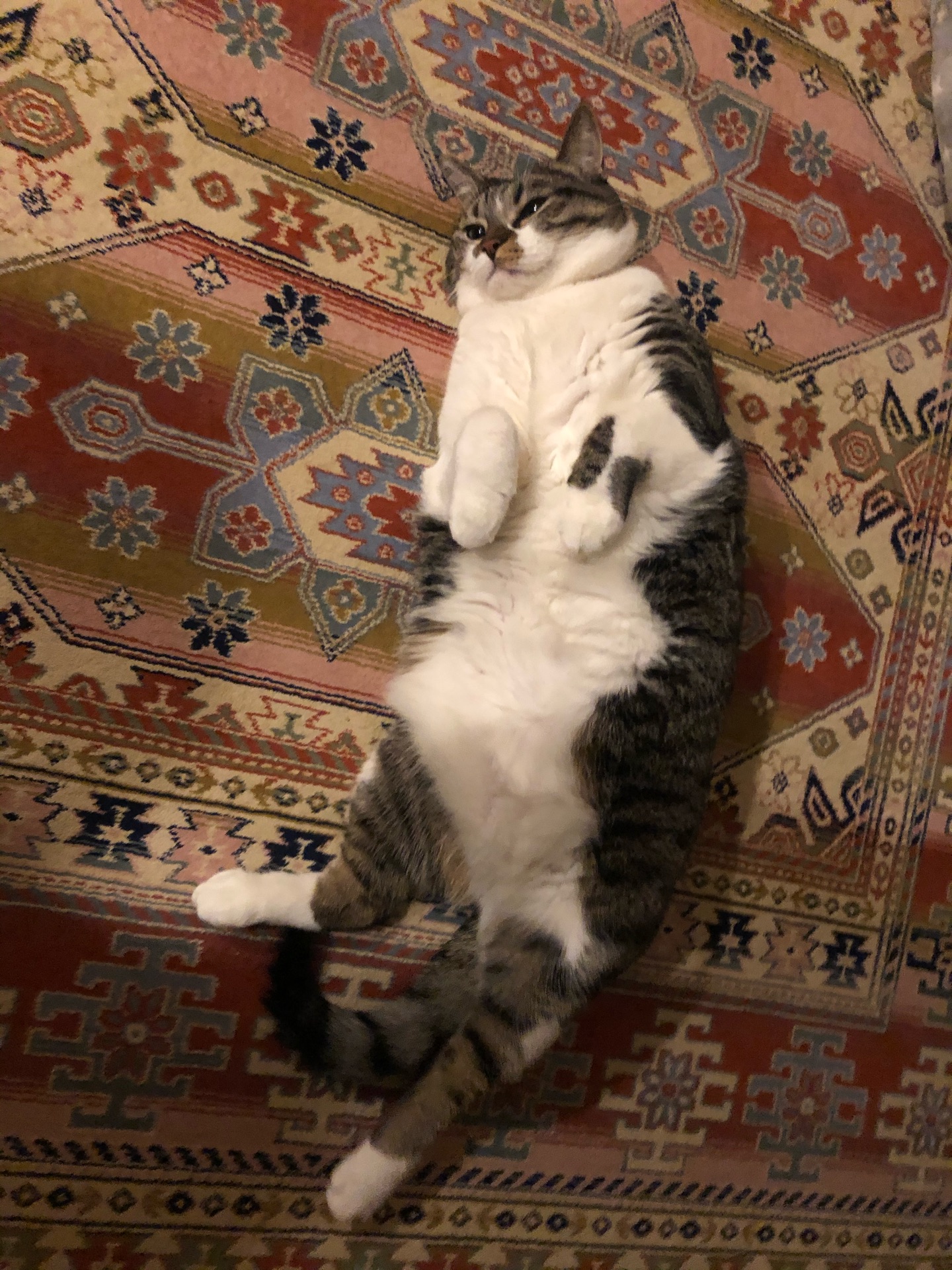 動物のみなさんにありがとうなんです ドレミの日記 No Cat No Life I Am A Widow